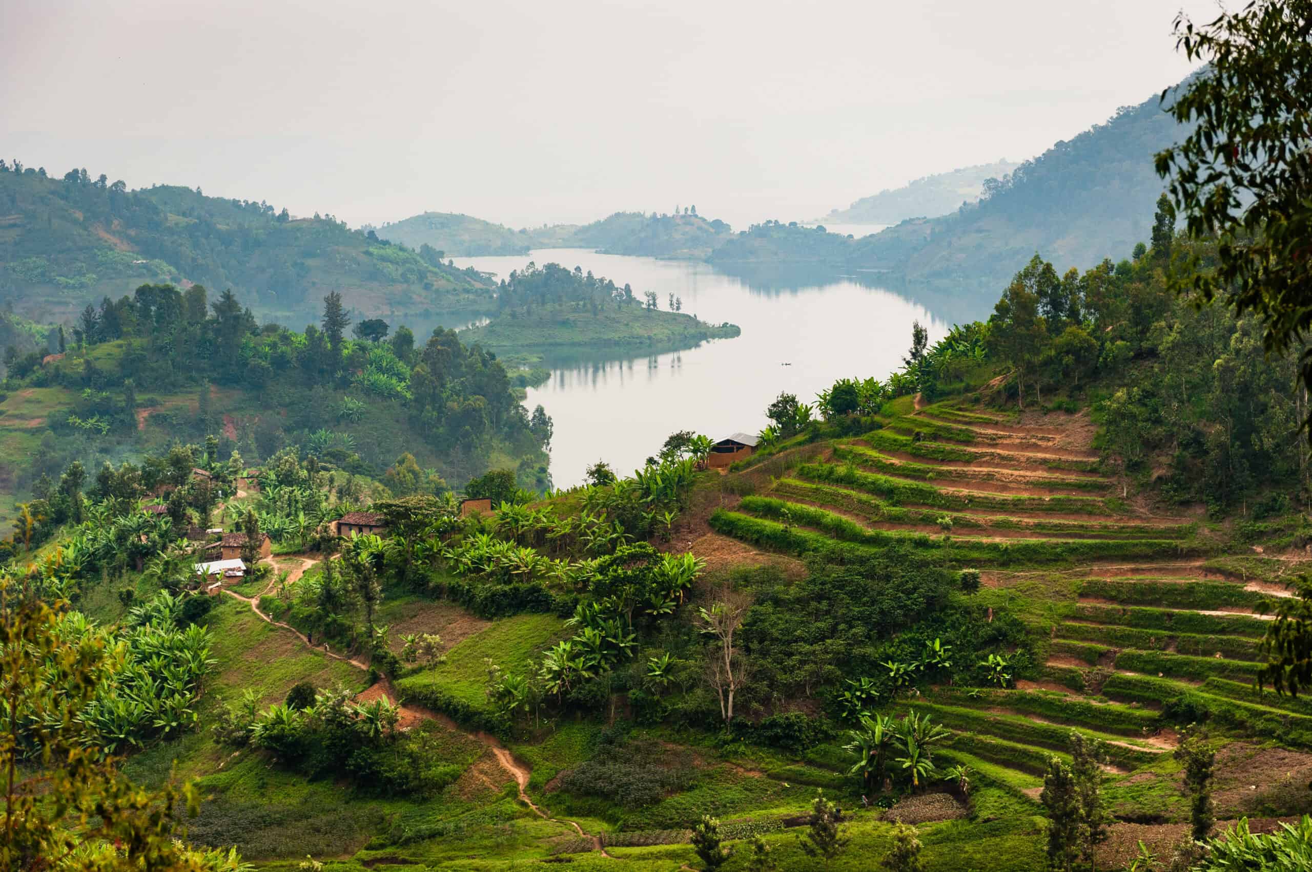 Cultivated farmland covers the rugged hills of Rwanda near Lake Kivu